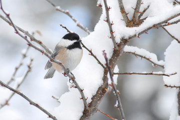 Chickadee bird perched on a snow covered branch in wintertime