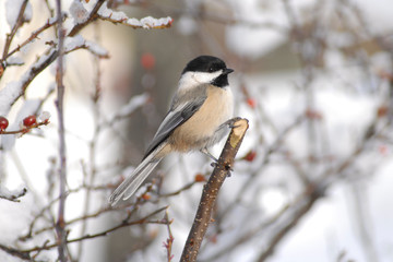 Obraz premium Chickadee bird perched on a snow covered branch in wintertime