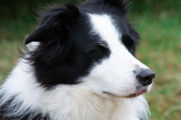 Obraz na płótnie Canvas portrait of a dog border collie