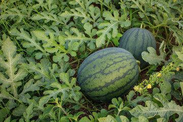 Watermelon in plots.