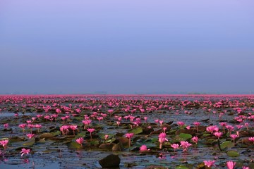 Red and Pink Lotus Sea in Udonthani Thailand