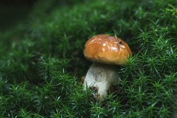 Close up mushrooms in the autumn rainy forest