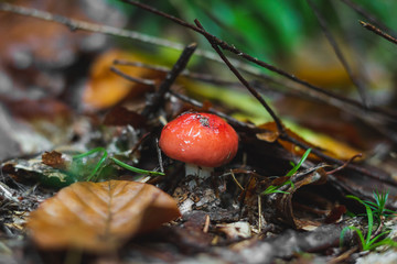 Close up mushrooms in the autumn rainy forest