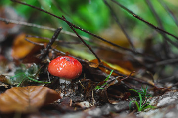 Mushrooms in the autumn rainy forest