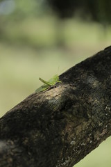 Grasshopper