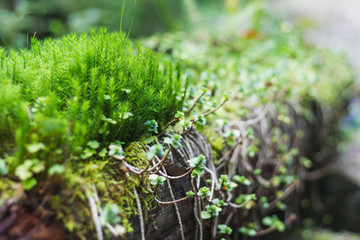 Macro nature - moss, grass and leaves