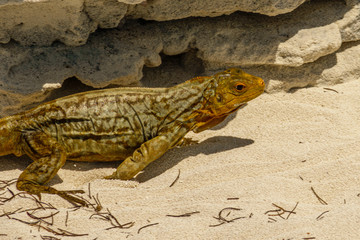 Sandy Cay Rock Iguana