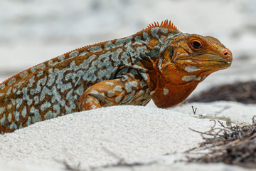Sandy Cay Rock Iguana