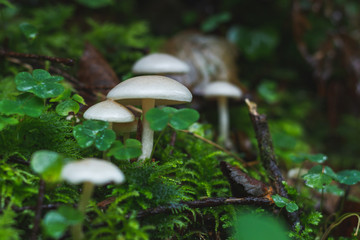 Mushrooms in the autumn rainy forest