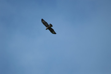 bird in flight