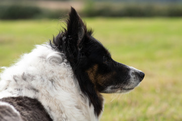 portrait of a dog border collie