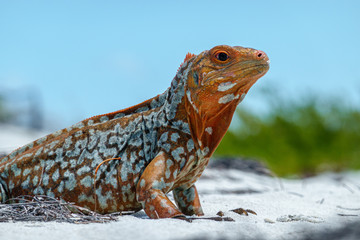 Sandy Cay Rock Iguana