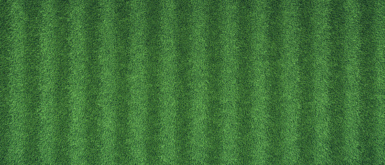 Fototapeta premium Young sprouted grass on a lawn. Stripes.