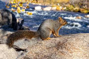 Squirrel, Kern River