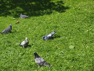 A flock of pigeons resting on the grass. Birds bask in the sun.