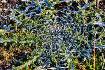 Stachelige Pflanze mit gefroener Geometrie