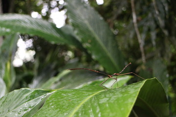 Stick insect, Mulu National Park, Borneo