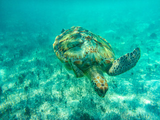 Swimming with the Turtles at Hooper's Bay ,Exuma