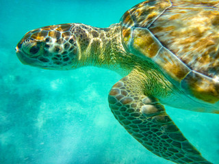 Swimming with the Turtles at Hooper's Bay ,Exuma