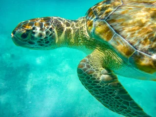 Foto op Plexiglas Swimming with the Turtles at Hooper's Bay ,Exuma © Jeff