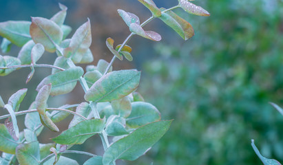 textura de hojas de eucalipto