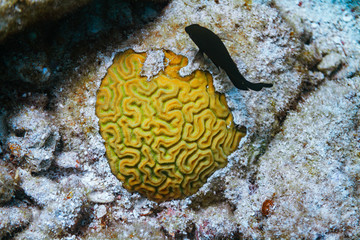 yellow brain coral and tropical fish on coral reef in florida ocean key largo