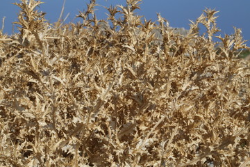 verdrocknete Pflanze