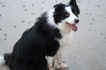 Border Collie on the beach