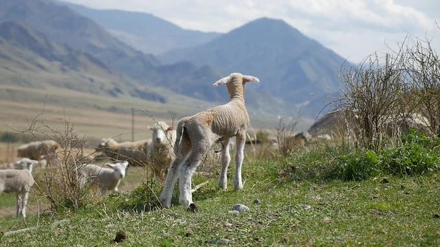 newborn lambs in a pasture in the mountains