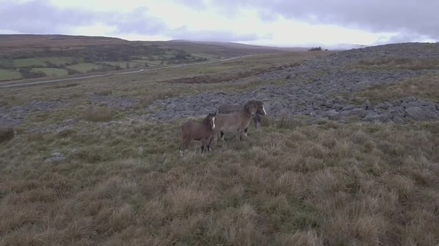 Wild horses roaming free in the countryside