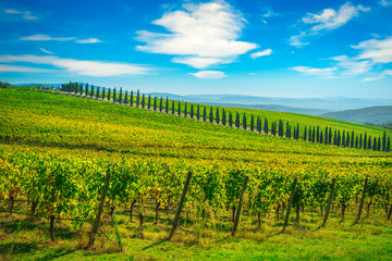 Fototapeta na wymiar Chianti vineyard panorama and cypresses row. Castelnuovo Berardenga, Siena, Tuscany, Italy