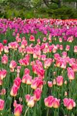Spring tulip flower bed