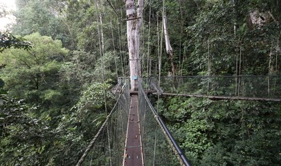 Tree walk, Mulu National Park, Borneo