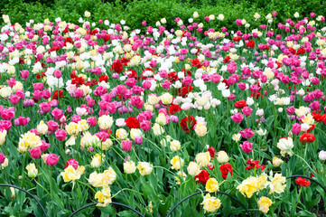 Spring tulip flower bed