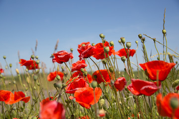 Bright red poppies flowers blossom on wild field with blue sky on the background.