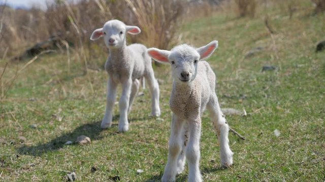 newborn lambs in a pasture in the mountains