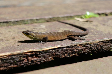 Brown lizard, Mulu National Park, Borneo