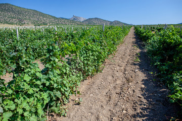 Fototapeta na wymiar Bunch of green grapes on grapevine in vineyard.