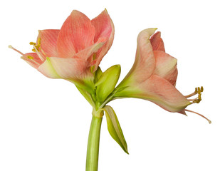 Flower Hippeastrum (amaryllis) salmon pink color on a white background isolated.