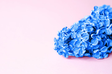 Beautiful flower of classic blue on a pink background.