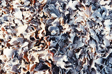 Frost on fallen leaves, winter season nature pattern background.