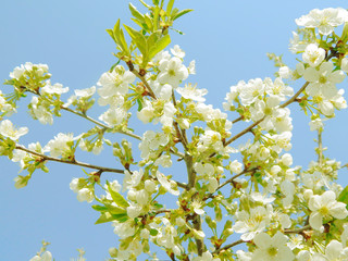 blooming white cherry, softly blurred background, closeup