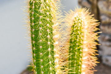 cactus close up