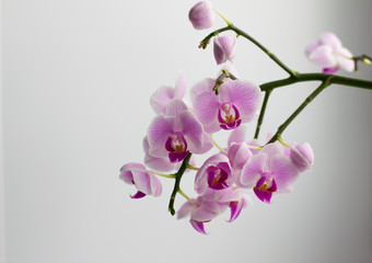 pink orchid  on white background