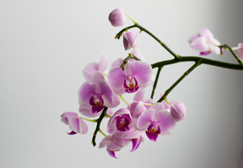 branch of orchid on white background