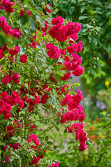 Naklejka premium Pink red rose flowers in a summer garden on a sunny day
