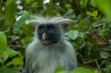 Naklejka na ściany i meble Red head monkey in Zanzibar forest heritage