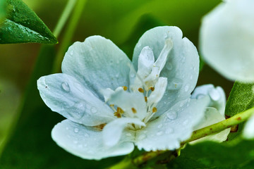 Blooming pink-white garden tree apple tree in  garden in spring