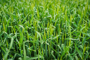 Junges Getreide schiebt Ähren - Getreidefeld