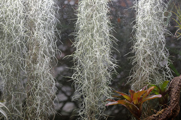 Unusual plant Tillandsia Usneoides or Spanish Moss. The Bromeliaceae Family